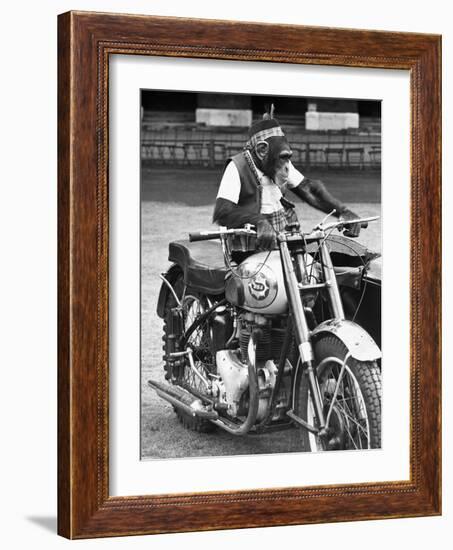 Motorcycle Chimp-null-Framed Photographic Print