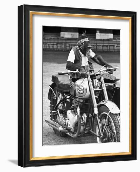Motorcycle Chimp-null-Framed Photographic Print