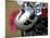Motorcycle Helmet with Pink Mohawk-null-Mounted Photographic Print