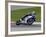 Motorcycle in Motion, Ama Superbike Race, Mid Ohio Raceway, Ohio, USA-Adam Jones-Framed Photographic Print