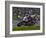 Motorcycle Racer, Mid Ohio Raceway, Lexington, Ohio, USA-Adam Jones-Framed Photographic Print