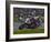 Motorcycle Racer, Mid Ohio Raceway, Lexington, Ohio, USA-Adam Jones-Framed Photographic Print