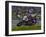 Motorcycle Racer, Mid Ohio Raceway, Lexington, Ohio, USA-Adam Jones-Framed Photographic Print