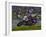 Motorcycle Racer, Mid Ohio Raceway, Lexington, Ohio, USA-Adam Jones-Framed Photographic Print