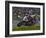 Motorcycle Racer, Mid Ohio Raceway, Lexington, Ohio, USA-Adam Jones-Framed Photographic Print