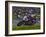 Motorcycle Racer, Mid Ohio Raceway, Lexington, Ohio, USA-Adam Jones-Framed Photographic Print