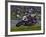 Motorcycle Racer, Mid Ohio Raceway, Lexington, Ohio, USA-Adam Jones-Framed Photographic Print