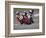 Motorcycle Racer, Mid Ohio Raceway, Lexington, Ohio, USA-Adam Jones-Framed Photographic Print