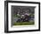 Motorcycle Racer, Mid Ohio Raceway, Lexington, Ohio, USA-Adam Jones-Framed Photographic Print