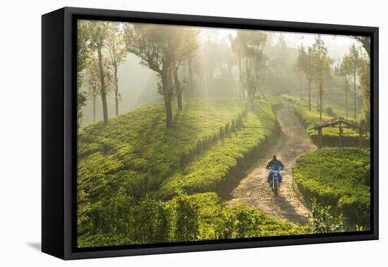 Motorcyclist, Tea Estate & morning mist, Hapatule, Southern Highlands, Sri Lanka-Peter Adams-Framed Premier Image Canvas