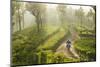 Motorcyclist, Tea Estate & morning mist, Hapatule, Southern Highlands, Sri Lanka-Peter Adams-Mounted Photographic Print