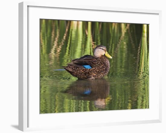 Mottled Duck, Texas, USA-Larry Ditto-Framed Photographic Print