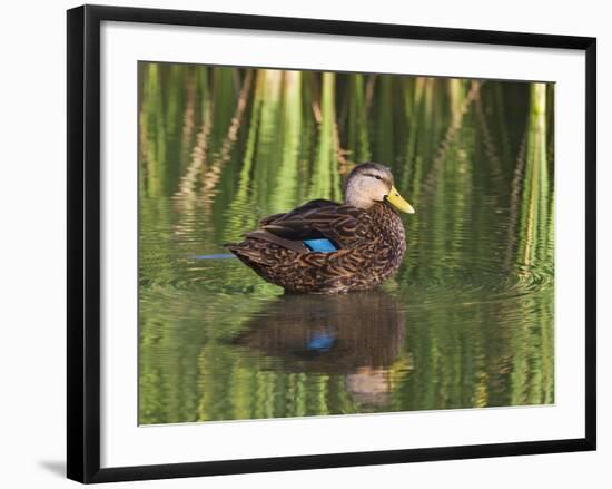 Mottled Duck, Texas, USA-Larry Ditto-Framed Photographic Print