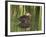 Mottled Duck, Texas, USA-Larry Ditto-Framed Photographic Print