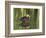 Mottled Duck, Texas, USA-Larry Ditto-Framed Photographic Print