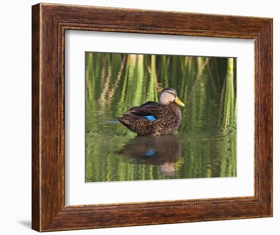 Mottled Duck, Texas, USA-Larry Ditto-Framed Photographic Print