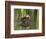 Mottled Duck, Texas, USA-Larry Ditto-Framed Photographic Print