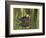 Mottled Duck, Texas, USA-Larry Ditto-Framed Photographic Print