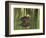 Mottled Duck, Texas, USA-Larry Ditto-Framed Photographic Print