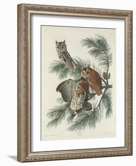 Mottled Owl, 1830-John James Audubon-Framed Giclee Print