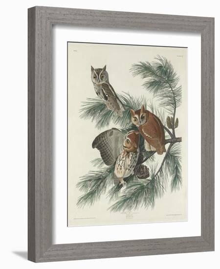 Mottled Owl, 1830-John James Audubon-Framed Giclee Print