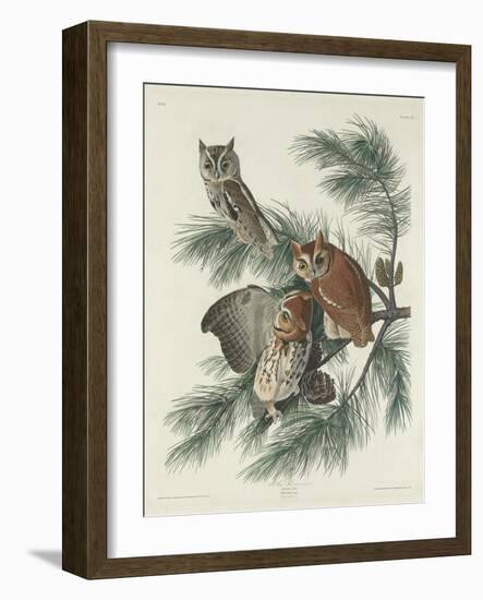 Mottled Owl, 1830-John James Audubon-Framed Giclee Print