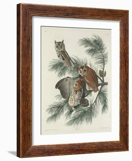 Mottled Owl, 1830-John James Audubon-Framed Giclee Print