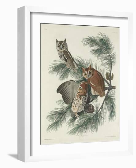 Mottled Owl, 1830-John James Audubon-Framed Giclee Print