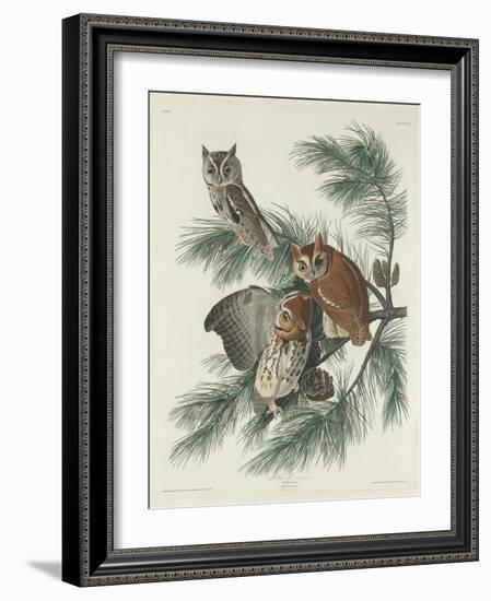 Mottled Owl, 1830-John James Audubon-Framed Giclee Print
