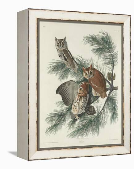 Mottled Owl, 1830-John James Audubon-Framed Premier Image Canvas