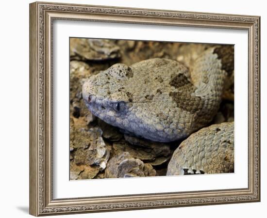 Mottled Rock Rattlesnake Close-Up of Head. Arizona, USA-Philippe Clement-Framed Photographic Print