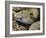 Mottled Rock Rattlesnake Close-Up of Head. Arizona, USA-Philippe Clement-Framed Photographic Print