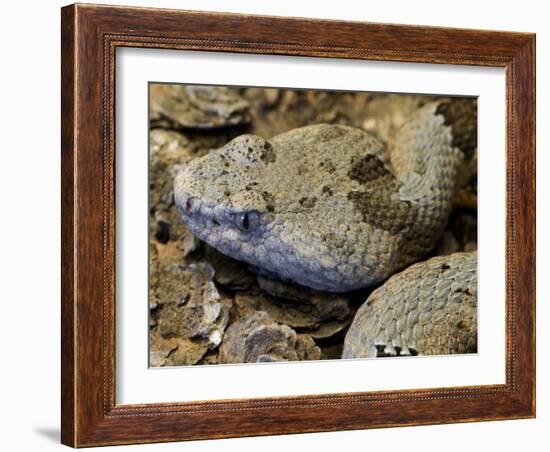 Mottled Rock Rattlesnake Close-Up of Head. Arizona, USA-Philippe Clement-Framed Photographic Print