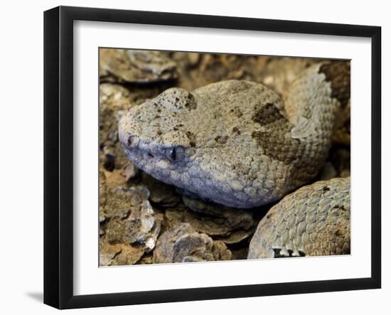 Mottled Rock Rattlesnake Close-Up of Head. Arizona, USA-Philippe Clement-Framed Photographic Print