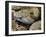 Mottled Rock Rattlesnake Close-Up of Head. Arizona, USA-Philippe Clement-Framed Photographic Print