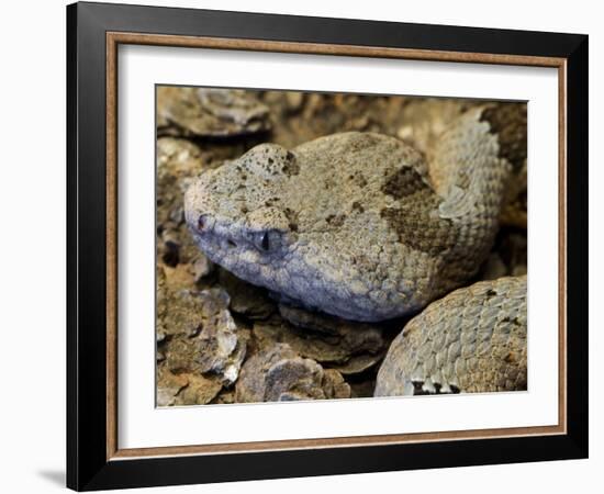 Mottled Rock Rattlesnake Close-Up of Head. Arizona, USA-Philippe Clement-Framed Photographic Print