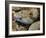 Mottled Rock Rattlesnake Close-Up of Head. Arizona, USA-Philippe Clement-Framed Photographic Print