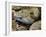 Mottled Rock Rattlesnake Close-Up of Head. Arizona, USA-Philippe Clement-Framed Photographic Print