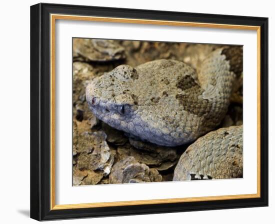 Mottled Rock Rattlesnake Close-Up of Head. Arizona, USA-Philippe Clement-Framed Photographic Print