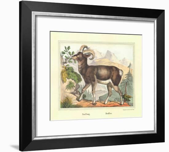 Moufflon-Joachim Scholz-Framed Art Print