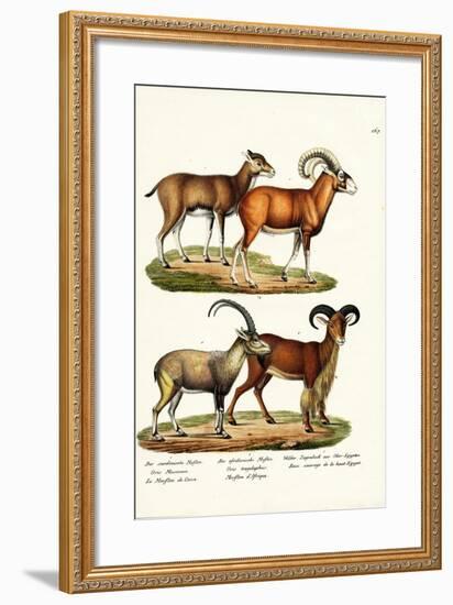 Mouflon, 1824-Karl Joseph Brodtmann-Framed Giclee Print