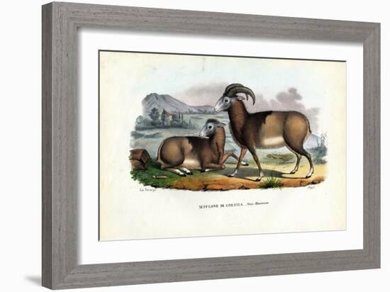 Mouflon, 1863-79-Raimundo Petraroja-Framed Giclee Print