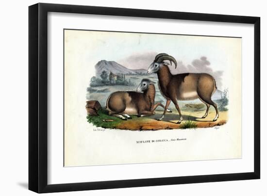 Mouflon, 1863-79-Raimundo Petraroja-Framed Giclee Print