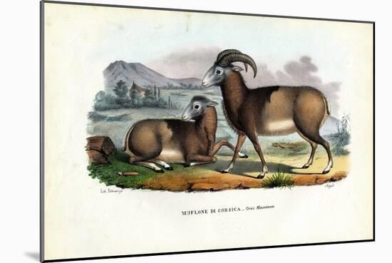 Mouflon, 1863-79-Raimundo Petraroja-Mounted Giclee Print
