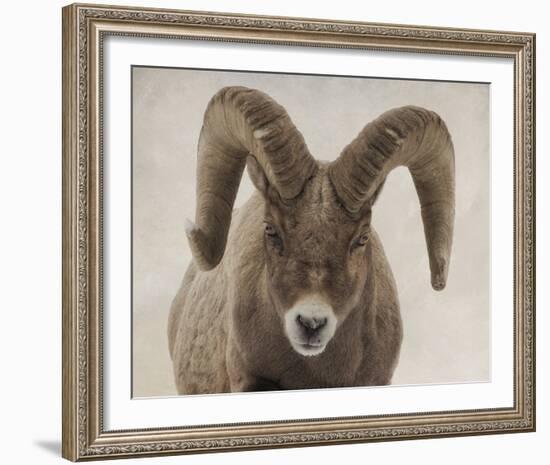 Mouflon Impasse-Wink Gaines-Framed Giclee Print