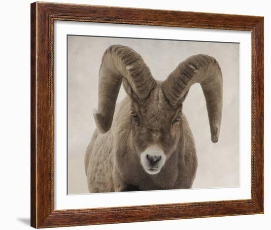 Mouflon Impasse-Wink Gaines-Framed Giclee Print