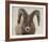 Mouflon Impasse-Wink Gaines-Framed Giclee Print