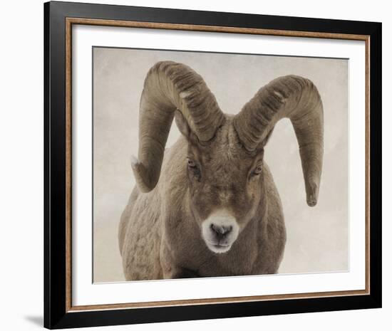 Mouflon Impasse-Wink Gaines-Framed Giclee Print