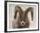 Mouflon Impasse-Wink Gaines-Framed Giclee Print