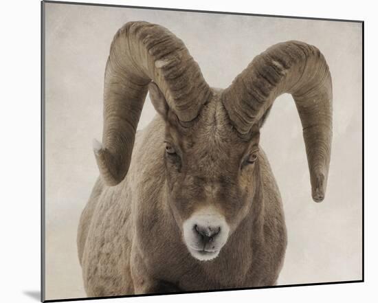 Mouflon Impasse-Wink Gaines-Mounted Giclee Print